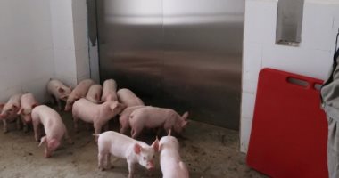 أخبار سياسية – لأول مرة.. مقاطعة أورينتال ميندورو بالفلبين تسجل حالات إصابة بحمى الخنازير
