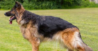 أخبار سياسية – طرد كلب بايدن من البيت الأبيض لمكان مجهول بعد 11 هجومًا ضد الخدمة السرية