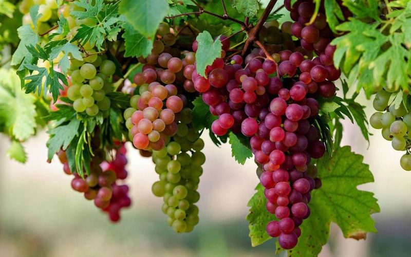 العنب فاكهة لذيذة تحمي كبار السن من فقدان البصر – الجمال نيوز