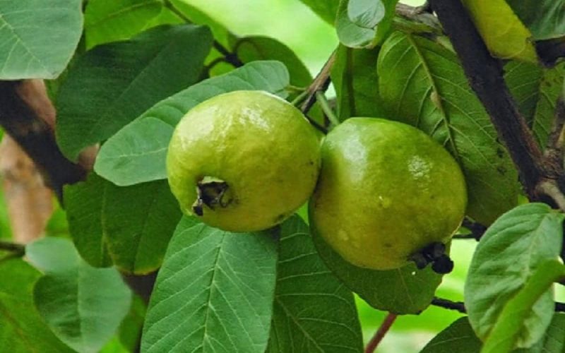 في موسمها.. اكتشف فوائد ورق الجوافة المتعددة منها الكحة والتخسيس – الجمال نيوز